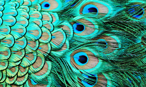 Color Story: Peacock Blue | M&J Blog